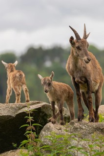 One adult female ibex (Capra ibex) standing on a rock with her babies standing next to her. A