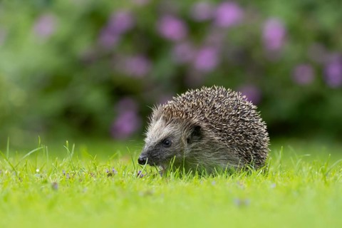European hedgehog (Erinaceus europaeus) adult animal on a garden grass lawn in summer, England,