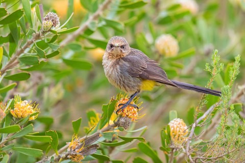 Cape sugarbird (Promerops cafer), Harold Porter National Botanical Gardens, Betty's Bay, Western