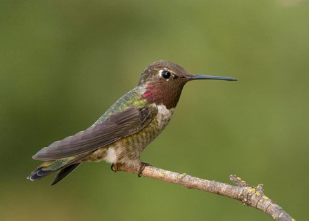 Male Anna's Hummingbird (Calypte anna) perched on a twig