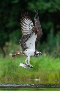 Osprey, Pandion haliaetus, Aviemore, Scotland, Great Britain