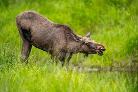 Eurasian elk (Alces alces) standing in a little swamp in early summer, Bavarian Forest, Bavaria,