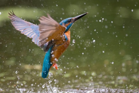 Common Kingfisher (Alcedo atthis) flying, Lower Saxony, Germany