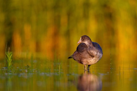 Eurasian Coot (Fulica atra) juvenile, North Rhine-Westphalia, Germany