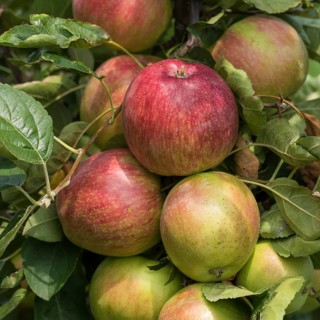Apple (Malus domestica 'Summerred'), Merkel family, Austria