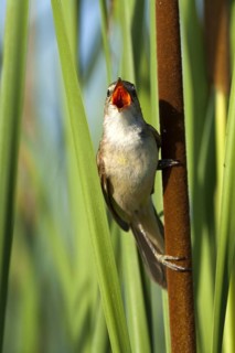 Great Reed Warbler (Acrocephalus arundinaceus) singing, Castile-La Mancha, Spain