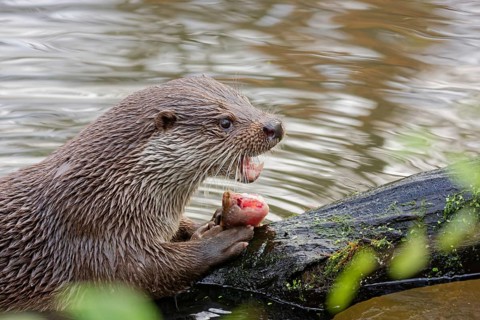 European otter (Lutra lutra) sitting on riverbank and holding a fish while feeding, close-up