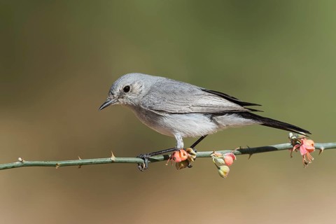 Blackstart (Oenanthe melanura) perched on a branch, Eilat, Israel