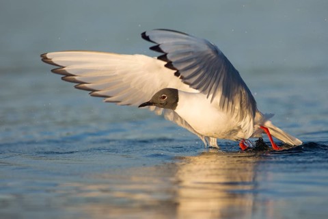 Bonaparte's Gull (Chroicocephalus philadelphia) taking flight, British Columbia, Canada