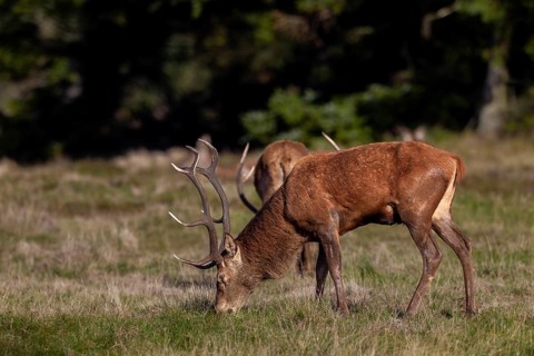 At the end of the rut, red deer (Cervus elaphus) begin to feed, having lost up to 20 per cent of