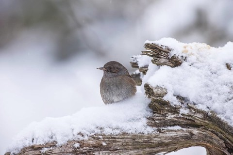 Dunnock (Prunella modularis), Bavaria, Germany