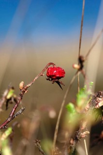 Rosehip, Germany