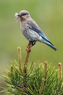 Mountain Bluebird (Sialia currucoides) female with insects in its beak, British Columbia, Canada