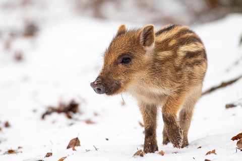 Wild boar (Sus scrofa) in the snow, fresh boar, Melle, Lower Saxony, Germany