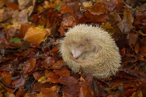 European hedgehog (Erinaceus europaeus) white albino adult animal on fallen leaves in a woodland in
