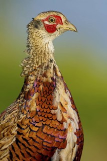 Common Pheasant (Phasianus colchicus) male, Rhineland-Palatinate, Germany