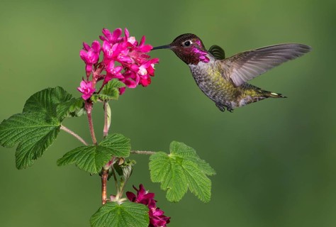 Anna's Hummingbird Male (Calypte anna) - Victoria BC, Canada