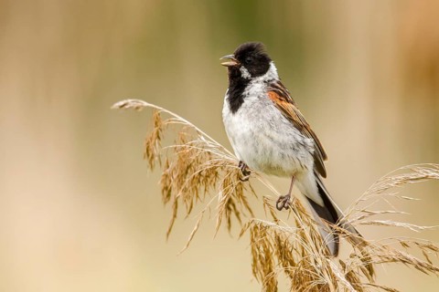 Common Reed Bunting (Emberiza schoeniclus) male from reed stalk, Poland