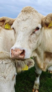 Close-up of a cow (bos taurus) with ear tags on a green meadow, Franconian Forest nature park Park