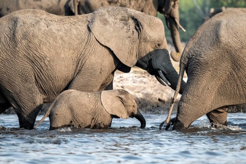 Herd of animals with young, African elephant (Loxodonta africana) drinking at the Chobe River,