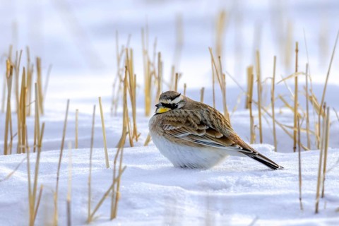 Saskatchewan horned lark (Eremophila alpestris enthymia) adult male foraging on snow covered ground