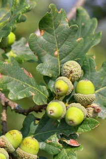 Acorns and leaves of sessile oak (Quercus sessiliflora), Wilnsdorf, North Rhine-Westphalia, Germany