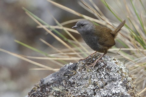 Puna Tapaculo (Scytalopus simonsi) perched on a rock in Bolivia, South America