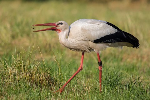 White Stork (Ciconia ciconia) foraging, North Rhine-Westphalia, Germany