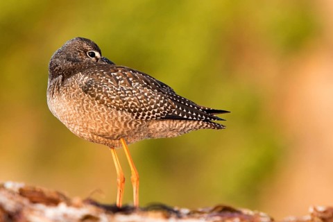 Spotted Redshank (Tringa erythropus) resting with baak under wing, Galicia, Spain