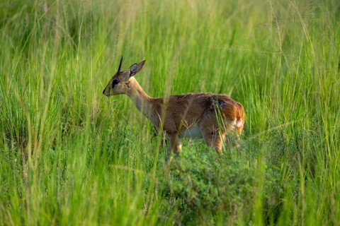 Palebuck, Sudan Oribi (Ourebia montana), in tall green grass, Murchison Falls National Park, Uganda