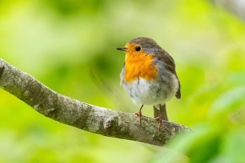 European robin (Erithacus rubecula) sitting on a branch, Bavaria, Germany