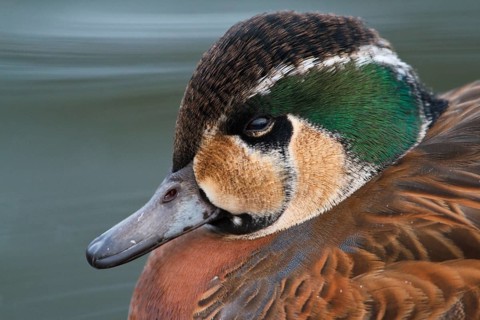Baikal Teal (Sibirionetta formosa) male, Schleswig-Holstein, Germany