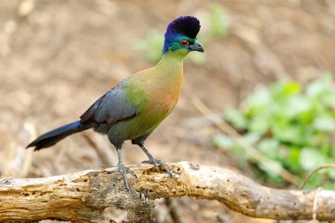 Purple-crested Turaco, Violet-crested Turaco, (Gallirex porphyreolophus), Musophaga porphyreolopha,
