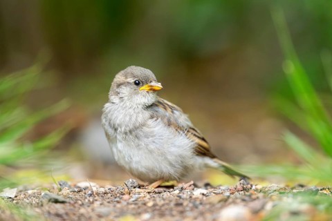 House sparrow (Passer domesticus) youngster sitting on the ground, Bavaria, Germany