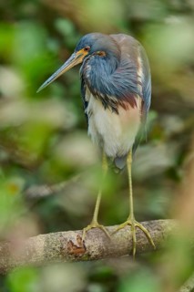 Tricoloured Heron (Egretta tricolor), sitting on a branch, spring, Wakodahatchee Wetlands, Delray
