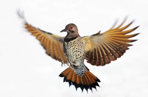 Northern Flicker (Colaptes auratus) flying, Saskatchewan, Canada