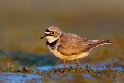 Little Ringed Plover (Charadrius dubius) male, North Rhine-Westphalia, Germany