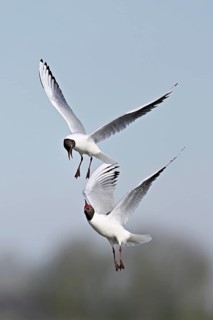 Black-headed gulls (Larus ridibundus), fighting and quarrelling in flight, Texel, West Frisian