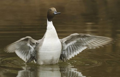 Northern Pintail (Anas acuta) male, Arizona, USA