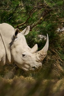 Square-lipped rhinoceros (Ceratotherium simum), standing in the dessert, captive, distribution