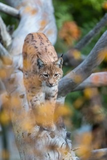 One Eurasian lynx, (Lynx lynx), walking down a fallen tree. Frontal view with green and orange