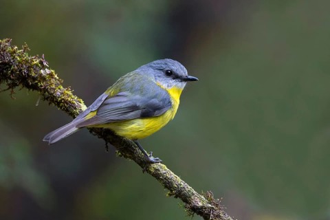 Eastern Yellow Robin (Eopsaltria australis) perched on a branch, Victoria, Australia