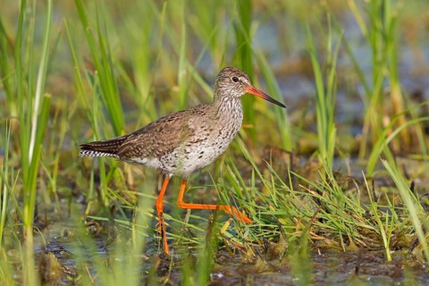 Redshank, Common Redshank, Redshank, Tringa totanus, Chevalier gambette, Archibebe Común, Lake