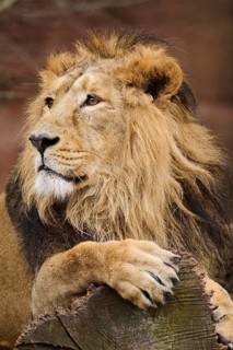 Asiatic lion (Panthera leo persica), male, lying, captive, Germany