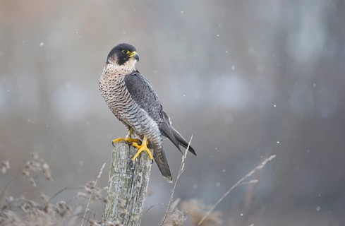 Peregrine Falcon (Falco peregrinus) female, Saxony, Germany