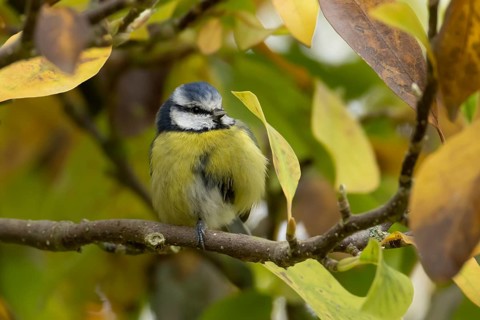 Blue tit (Cyanistes caeruleus) adult garden bird on a magnolia tree branch with autumn colour