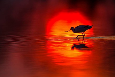 Säbelschnäbler, Pied Avocet, Avocet, Recurvirostra avosetta, Avocette élégante, Avocette, Avoceta