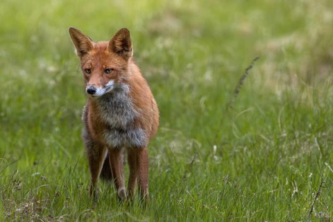 Concentrating, the red fox (Vulpes vulpes) tries to find the source of the sound, hunting,