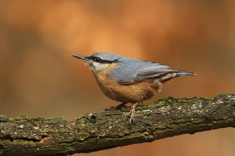 Eurasian Nuthatch (Sitta europaea), Utrecht, Netherlands