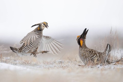 Greater Prairie Chicken (Tympanuchus cupido) male fighting, Colorado, USA